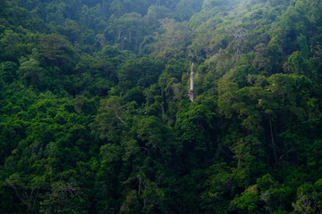 Obraz premium natural freshness wall of green trees that grows on the hill's slope in morning sun shine back light with some shade and shadow