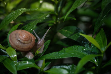 straight flat shot of a white mock-up empty makeup cosmetics plastic squeeze tube with closed black head cap isolated on white background with clipping path
