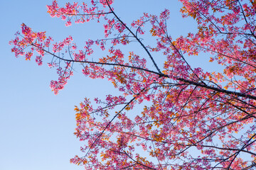 Sakura tree in garden and sky,mountain landscape,Cherry Blossoms,sakura japan tree,morning light in...