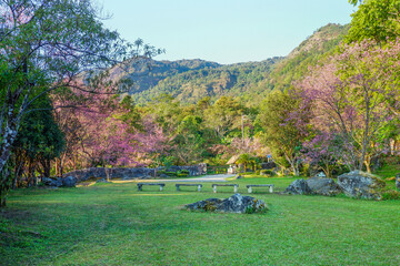 Sakura tree in garden and sky,mountain landscape,Cherry Blossoms,sakura japan tree,morning light in...