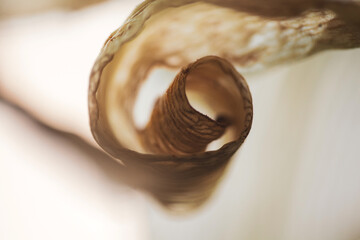 Dried Lily Leaf's Elegant Spiral: Nature's Abstract Art. Macro photograph captures the delicate, curled form of a dried lily leaf, revealing its intricate textures and warm, earthy tones against