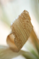 Textured Elegance: Dried Lily Leaf's Subtle Beauty. Macro shot beautifully highlights the delicate,...