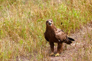 A step eagle is talking something in the Tarangire national park