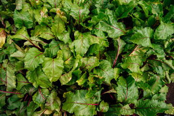 Green beetroot leaves with red stems. Beetroot in the garden. Young beets in spring. Natural, vibrant background and texture.