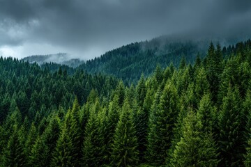 Dense forest canopy, misty mountain range