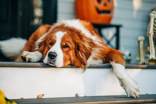 Large dog lies lazily on porch beside Halloween decorations