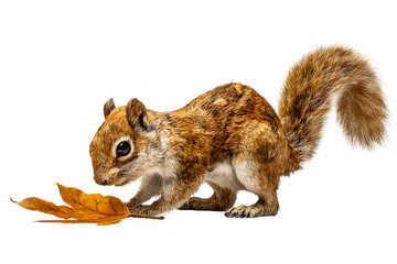 Brown squirrel with bushy tail sniffing an autumn leaf isolated on transparent background