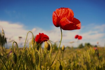 red poppy in the field