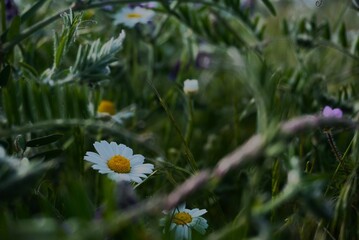 daisies in the grass