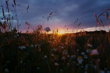 sunset around flowers