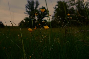yellow flowers with darker backround