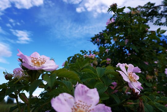 pink wild roze