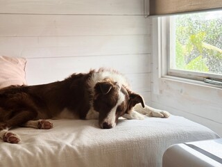 Dog Resting on Bed Next to Window on a Rainy Day.