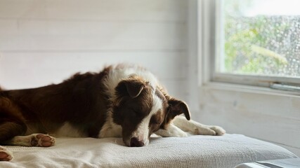 Dog Resting on Bed Next to Window on a Rainy Day.