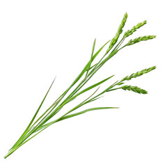 Fototapeta premium Close-up of a bunch of green grass stalks