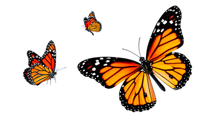 Obraz premium Three monarch butterflies with vibrant orange and black wings on white isolated on transparent background