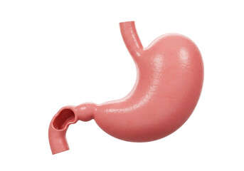 Isolated Detailed Anatomical Model of a Human Stomach