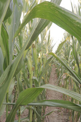 Fototapeta premium White corn cobs field before harvesting