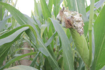 Fototapeta premium White corn cobs contaminated by Huitlacoche mushroom