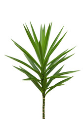 Obraz premium Green yucca plant with textured stem on transparent background