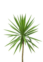 Obraz premium Yucca plant with sharp green leaves on a transparent background