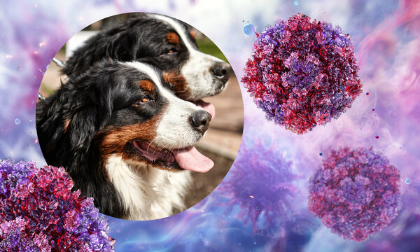 Bernese Mountain Dogs next to a Canine Parvovirus virus particles. For veterinary science articles, pet health blogs, animal care, medical publications. Viral infections in dogs scientific content. 3D