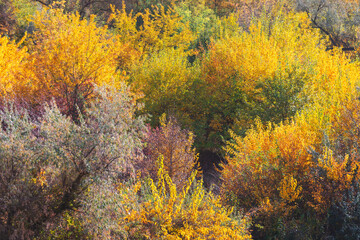 Golden leaves blanket dense autumn forest with bursts of orange and green scattered throughout...