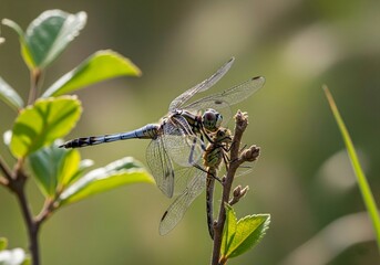 Dragonfly Predation: One Dragonfly Eating Another