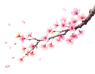 Cherry Blossom Branch with Falling Petals &ndash; Watercolor Side View
