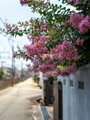 Fototapeta premium 住宅街に咲く百日紅の花