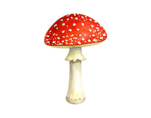Watercolor Side View of Single Red and White Amanita Mushroom