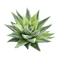 Fototapeta premium PNG of Vibrant green succulent plant with intricate white patterns, showcasing its unique texture and form.