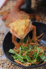 Close up photo of bearded dragon eating vegetables and worm, A detailed close-up of a bearded dragon agave lizard intently watching an insect and worm