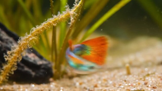 Vibrant male guppy fish swims gracefully in a freshwater aquarium tank