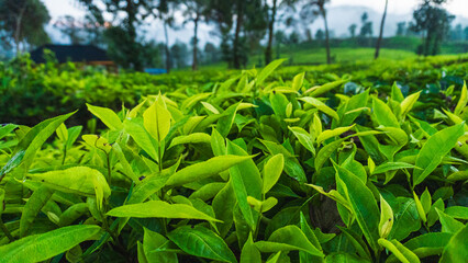 Close-up of tea leaves in Ciwidey, West Java.