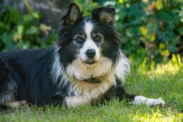 A beautiful outdoor portrait of an intelligent and loyal Border Collie dog.

