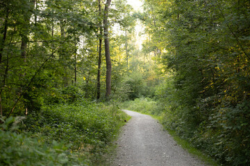 Fototapeta premium A winding path cuts through dense forest, where greenery thrives at every level—from ground cover to towering trees. A soothing scene symbolizing freedom and mental well-being