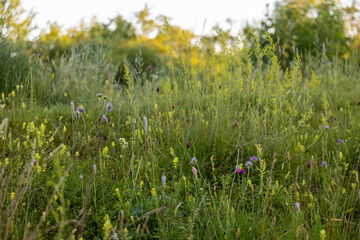 Soft focus meadow scene with green grass blades in the foreground, fading into a light, natural background. Calm, organic texture ideal for design or overlay