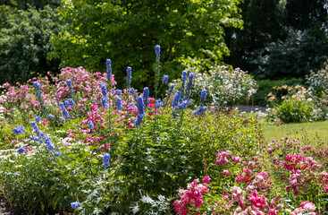 A lush mixed-border flower bed in vivid colors features tall delphiniums, roses, and seasonal...