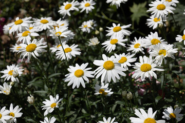 A close-up of bright white daisies stands out against a rich, dark background. The contrast...