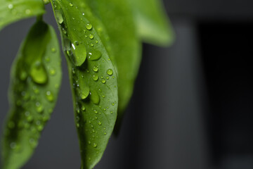 Green Leaves with Water Droplets Macro on Dark Background