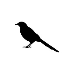 Magpie bird silhouette vector flat design on white background.