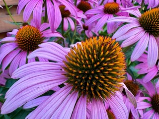 Echinacea - Sonnenhut