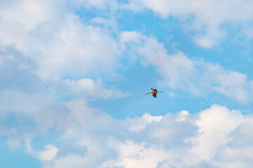 White Stork Flying in Blue Sky with Soft Clouds