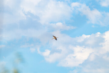 White Stork Flying in Blue Sky with Soft Clouds