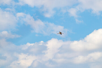 White Stork Flying in Blue Sky with Soft Clouds