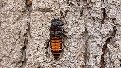 Big black madagascar cockroach crawling and running in natural habitat, insect wildlife documental...