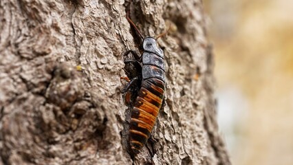 Big black madagascar cockroach crawling and running in natural habitat, insect wildlife documental...