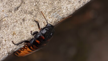 Big black madagascar cockroach crawling and running in natural habitat, insect wildlife documental...