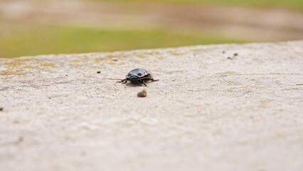 Big black madagascar cockroach crawling and running in natural habitat, insect wildlife documental...